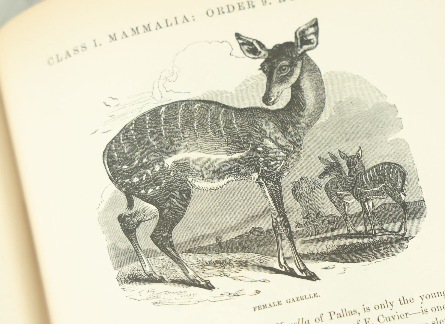 Lot 012 - "Johnson's Natural History Illustrating The Animal Kingdom With Its Wonders And Curiosities" Two Volume Antique Book Set By S.G. Goodrich, Illustrated With Over 1000 Illustrations, A.J. Johnson Publisher, 1874, New York