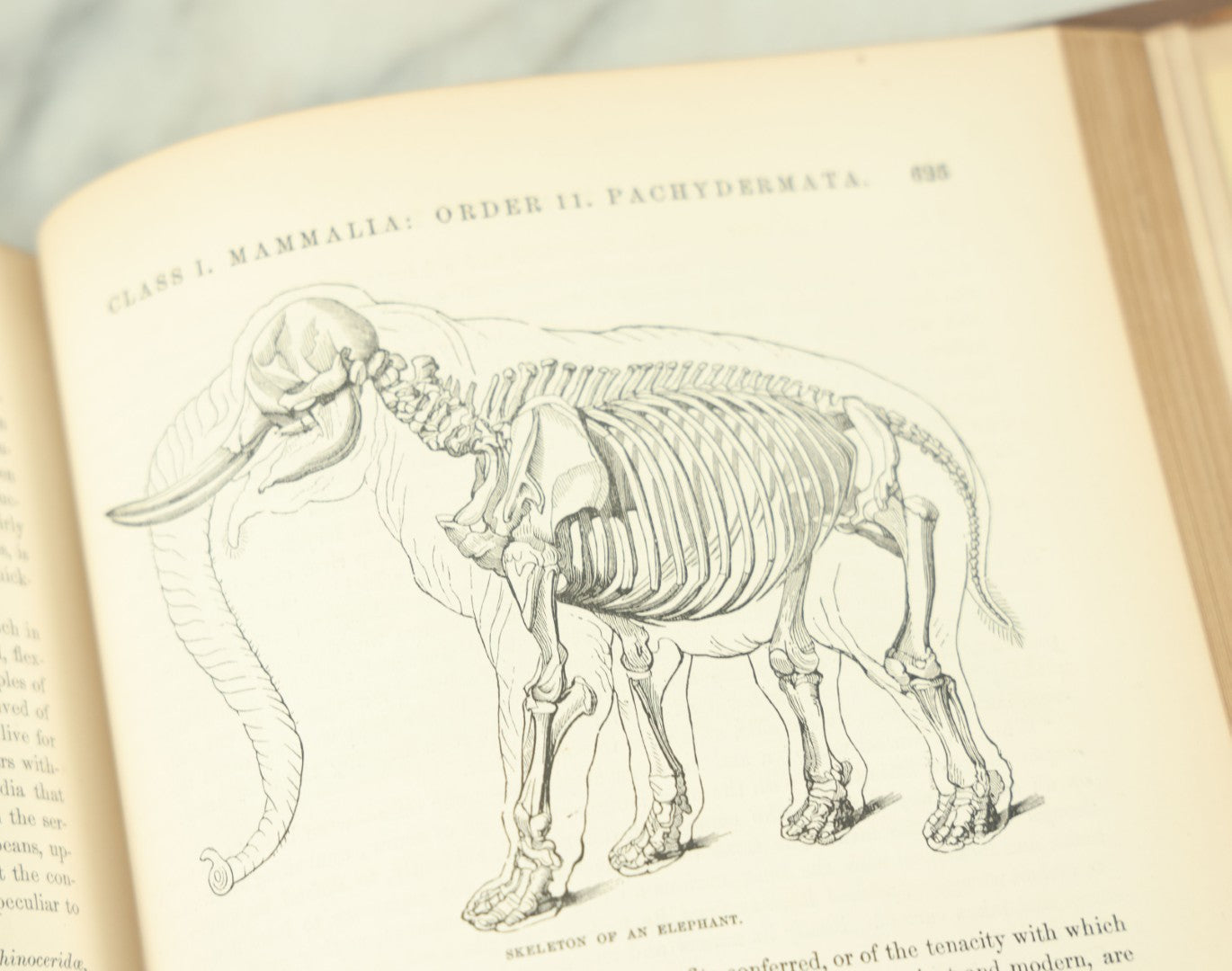 Lot 012 - "Johnson's Natural History Illustrating The Animal Kingdom With Its Wonders And Curiosities" Two Volume Antique Book Set By S.G. Goodrich, Illustrated With Over 1000 Illustrations, A.J. Johnson Publisher, 1874, New York