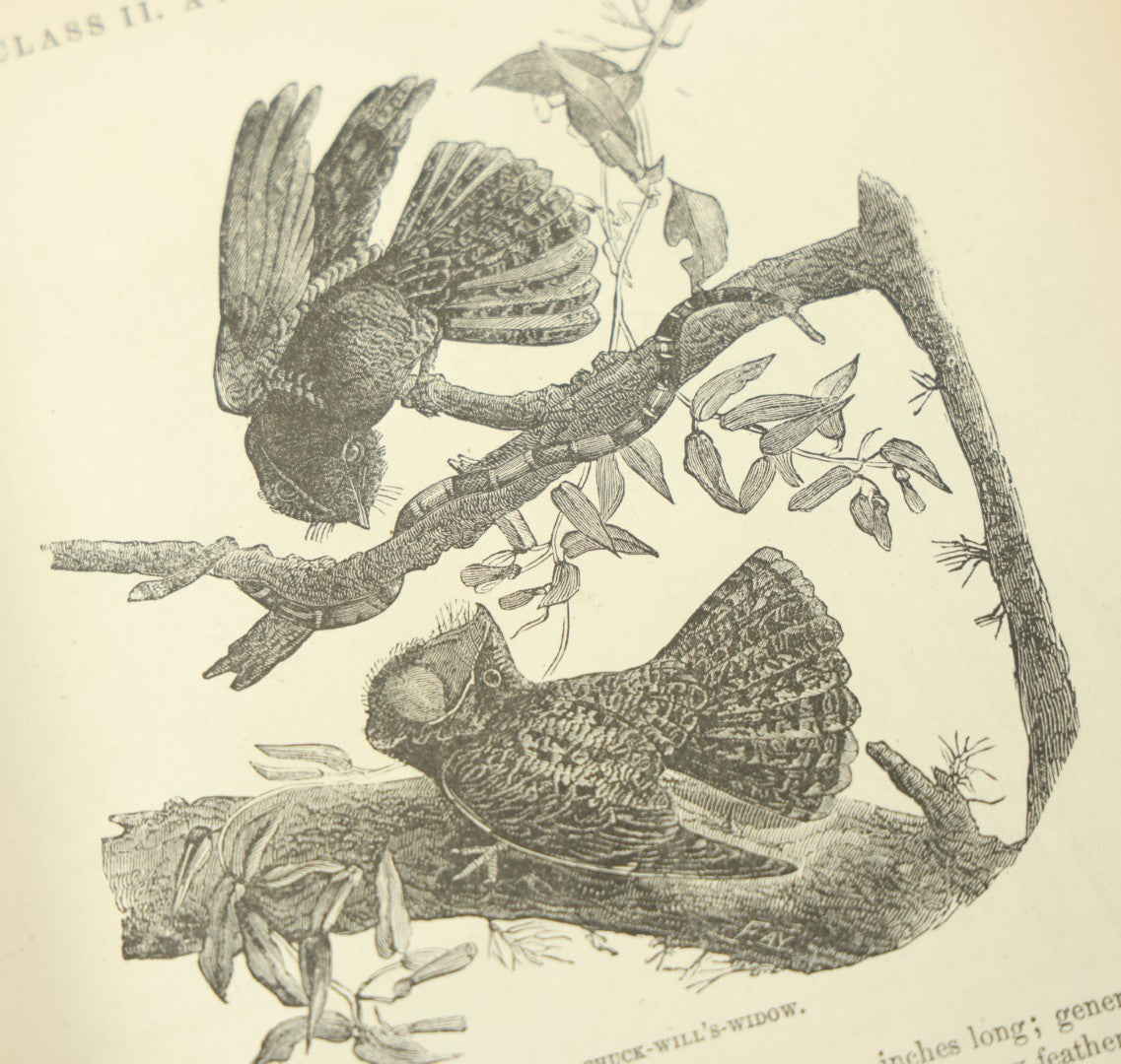 Lot 012 - "Johnson's Natural History Illustrating The Animal Kingdom With Its Wonders And Curiosities" Two Volume Antique Book Set By S.G. Goodrich, Illustrated With Over 1000 Illustrations, A.J. Johnson Publisher, 1874, New York