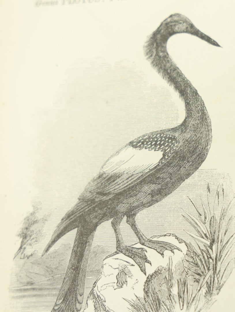 Lot 012 - "Johnson's Natural History Illustrating The Animal Kingdom With Its Wonders And Curiosities" Two Volume Antique Book Set By S.G. Goodrich, Illustrated With Over 1000 Illustrations, A.J. Johnson Publisher, 1874, New York