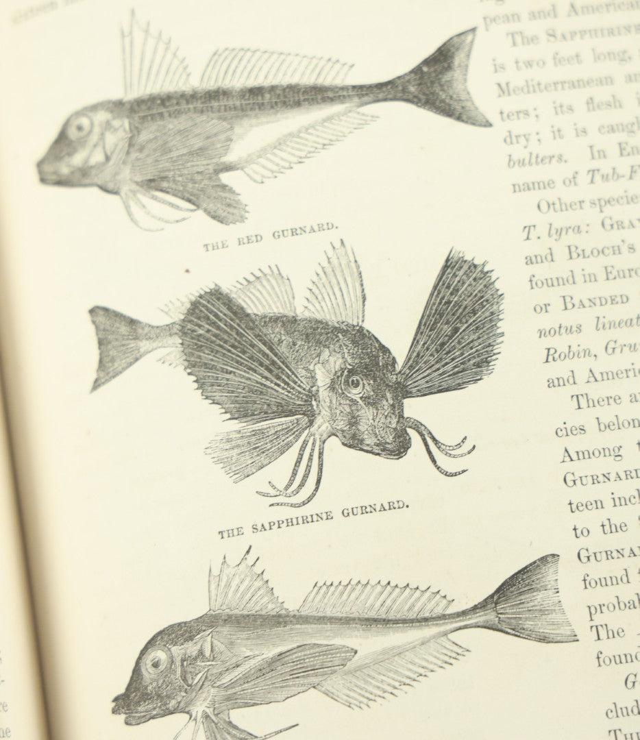 Lot 012 - "Johnson's Natural History Illustrating The Animal Kingdom With Its Wonders And Curiosities" Two Volume Antique Book Set By S.G. Goodrich, Illustrated With Over 1000 Illustrations, A.J. Johnson Publisher, 1874, New York