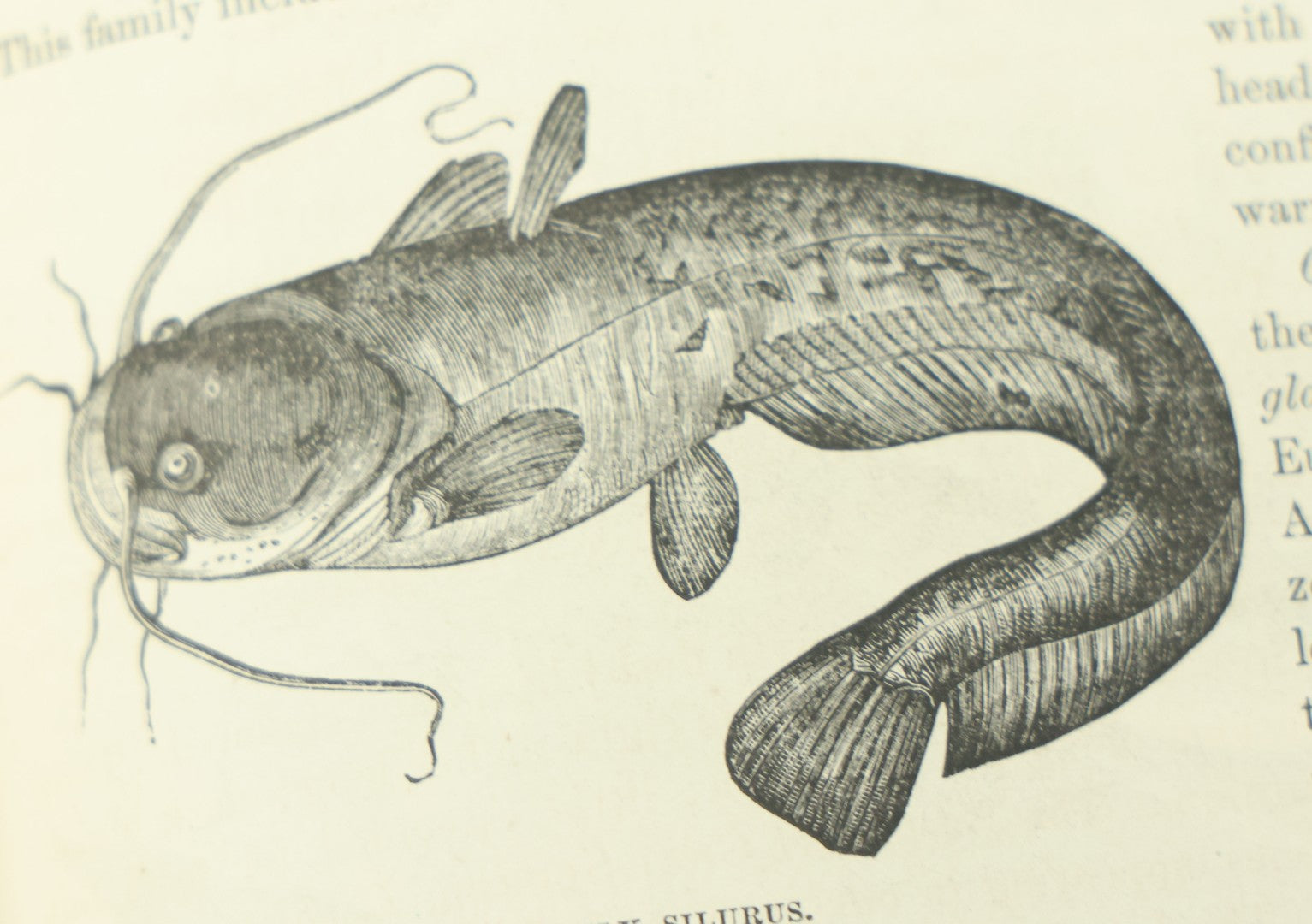 Lot 012 - "Johnson's Natural History Illustrating The Animal Kingdom With Its Wonders And Curiosities" Two Volume Antique Book Set By S.G. Goodrich, Illustrated With Over 1000 Illustrations, A.J. Johnson Publisher, 1874, New York