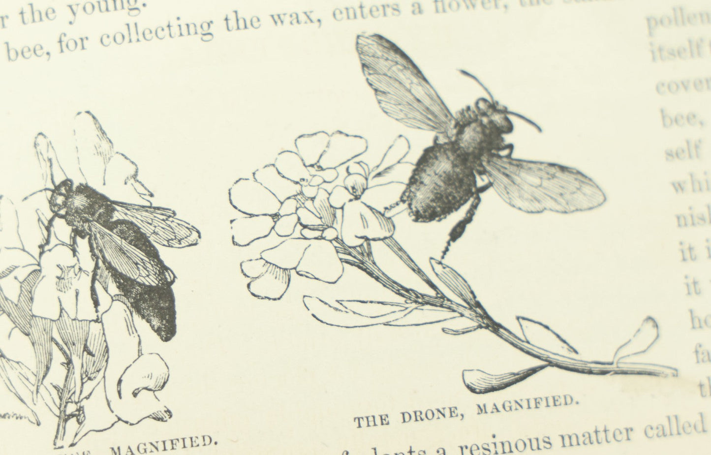 Lot 012 - "Johnson's Natural History Illustrating The Animal Kingdom With Its Wonders And Curiosities" Two Volume Antique Book Set By S.G. Goodrich, Illustrated With Over 1000 Illustrations, A.J. Johnson Publisher, 1874, New York