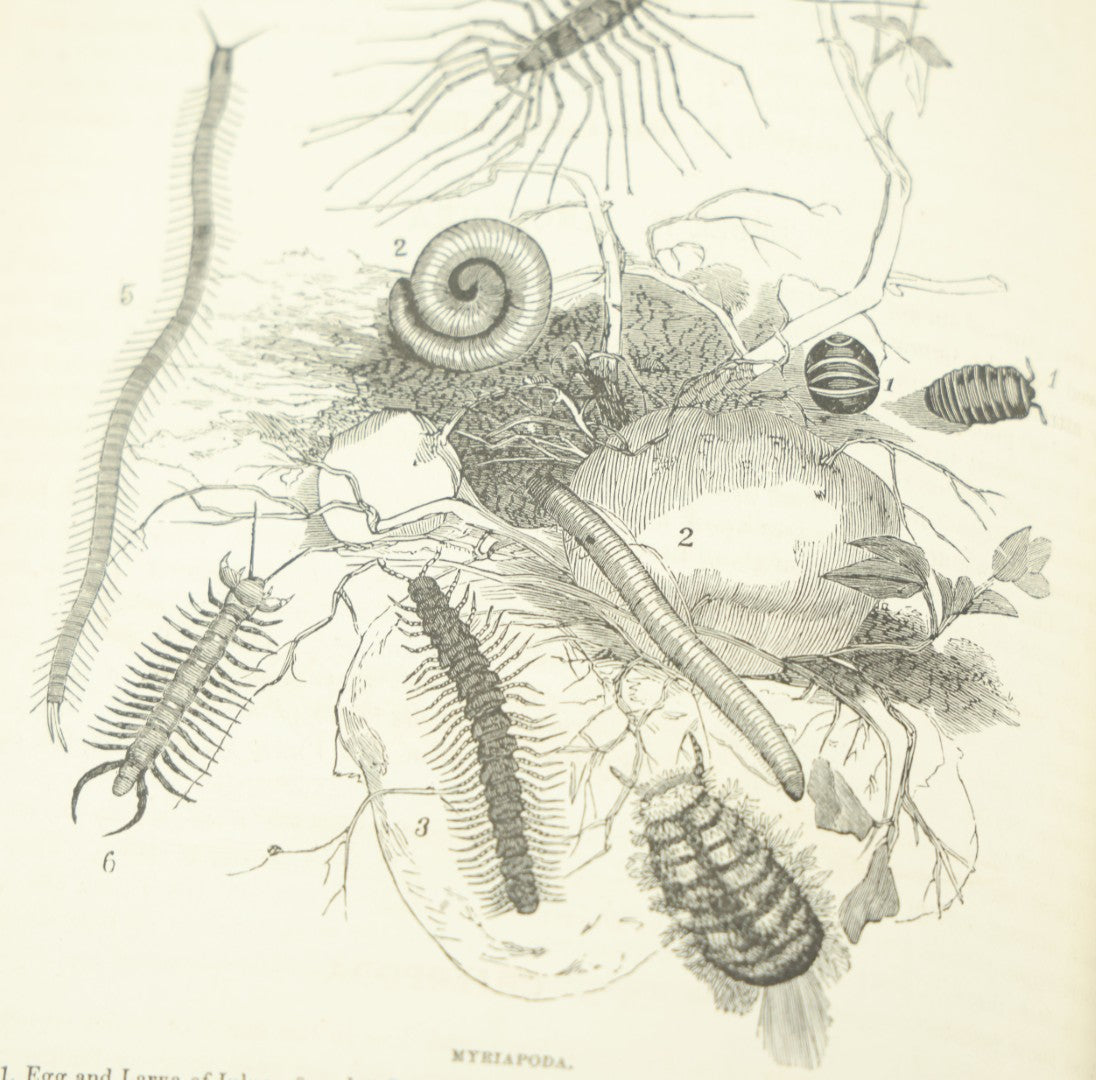 Lot 012 - "Johnson's Natural History Illustrating The Animal Kingdom With Its Wonders And Curiosities" Two Volume Antique Book Set By S.G. Goodrich, Illustrated With Over 1000 Illustrations, A.J. Johnson Publisher, 1874, New York