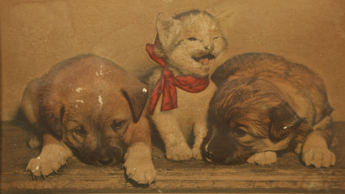 Lot 041 - Vintage 3D Puffed Out Print Illustration Of A Kitten And Two Dogs, Entitled "Susie," 20th Century, 13-1/4" x 9-1/4"