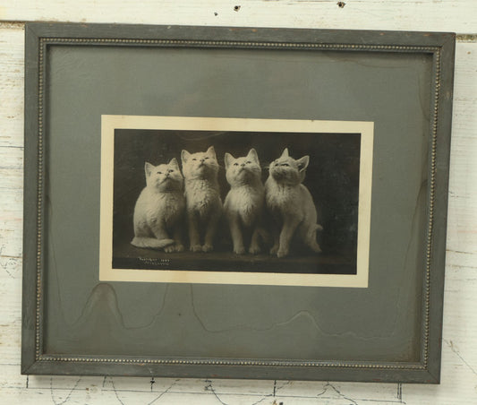 Lot 042 - Antique Photographic Cat Print With Four White Kittens, Copyright 1897 By C.E. Bullard, 11-3/4" x 9-3/4"