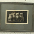 Lot 042 - Antique Photographic Cat Print With Four White Kittens, Copyright 1897 By C.E. Bullard, 11-3/4" x 9-3/4"