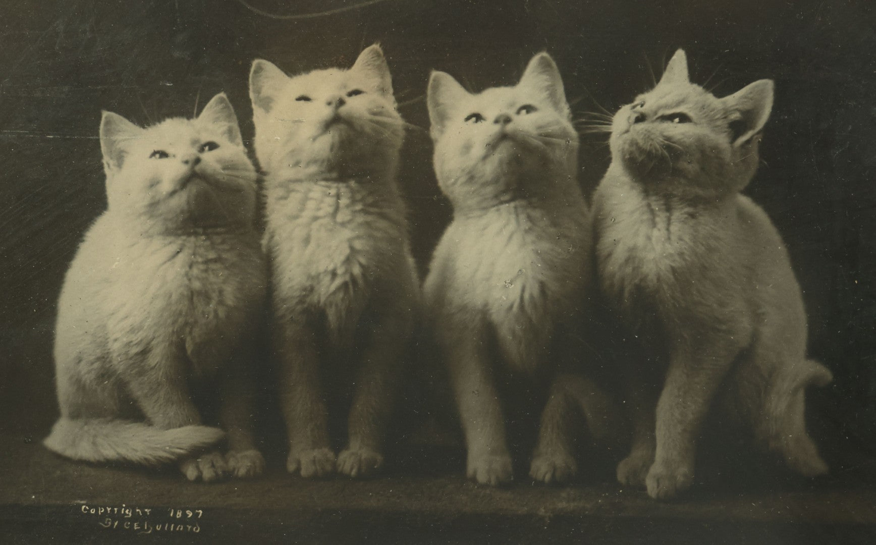 Lot 042 - Antique Photographic Cat Print With Four White Kittens, Copyright 1897 By C.E. Bullard, 11-3/4" x 9-3/4"