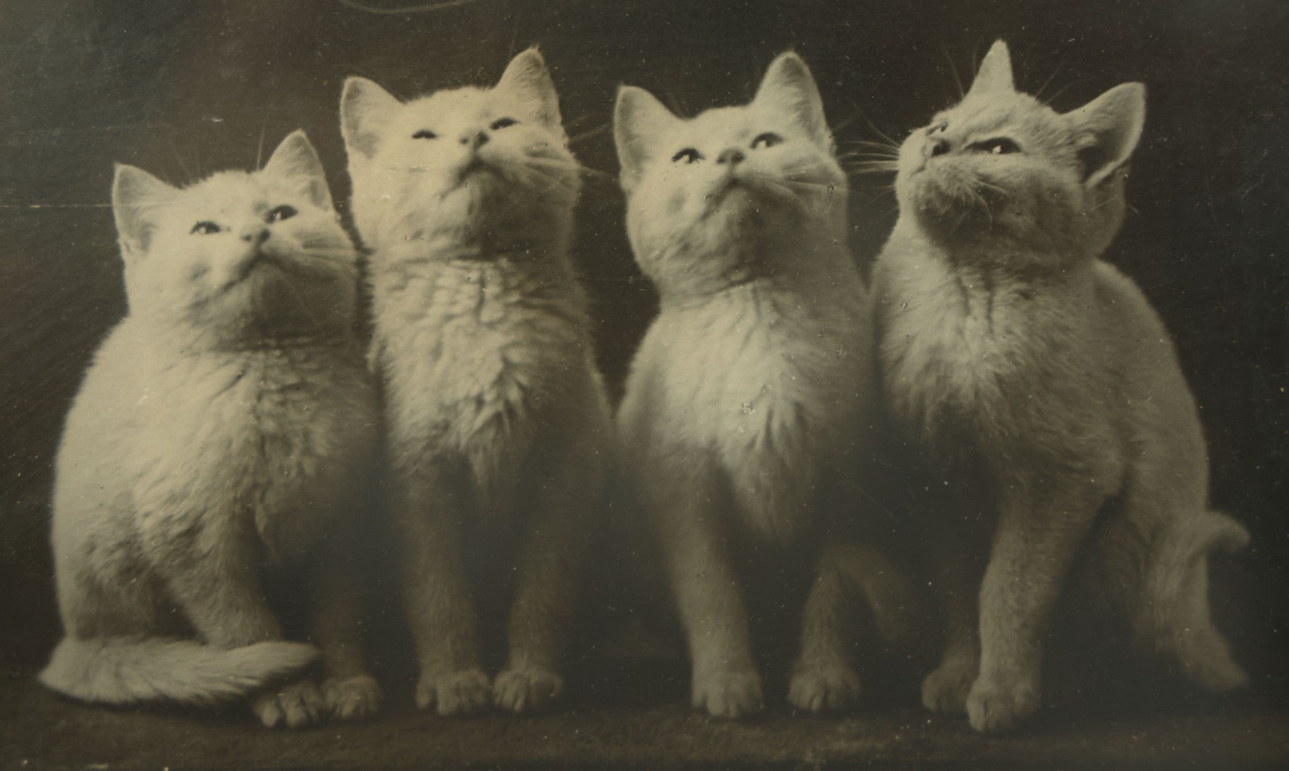 Lot 042 - Antique Photographic Cat Print With Four White Kittens, Copyright 1897 By C.E. Bullard, 11-3/4" x 9-3/4"