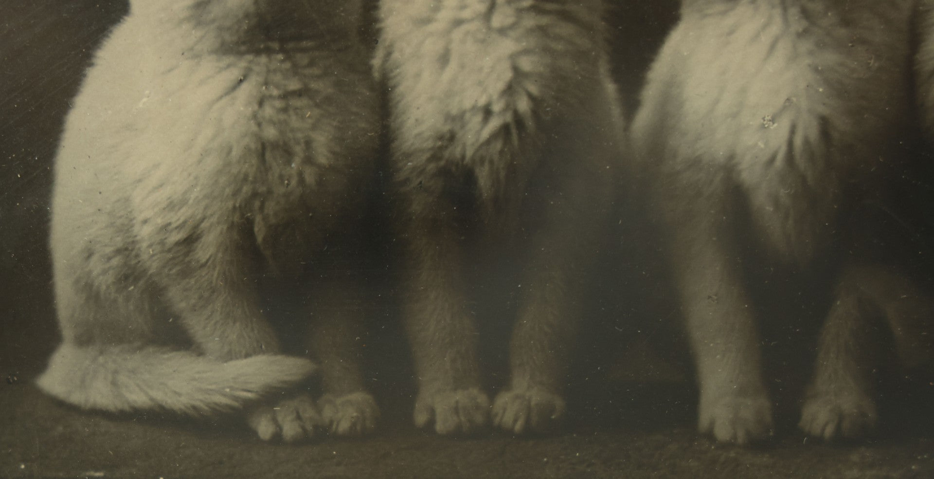 Lot 042 - Antique Photographic Cat Print With Four White Kittens, Copyright 1897 By C.E. Bullard, 11-3/4" x 9-3/4"