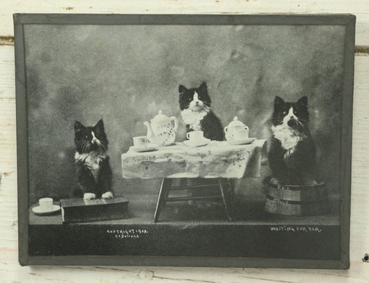 Lot 043 - Antique Photographic Cat Print With Three Black And White Cats Having A Tea Party, Entitled "Waiting For Tea" Copyright 1899 By C.E. Bullard, From "Cat Studies From Life," Published By M.T. Sheehan, Boston, 8-1/2" x 6-1/2"