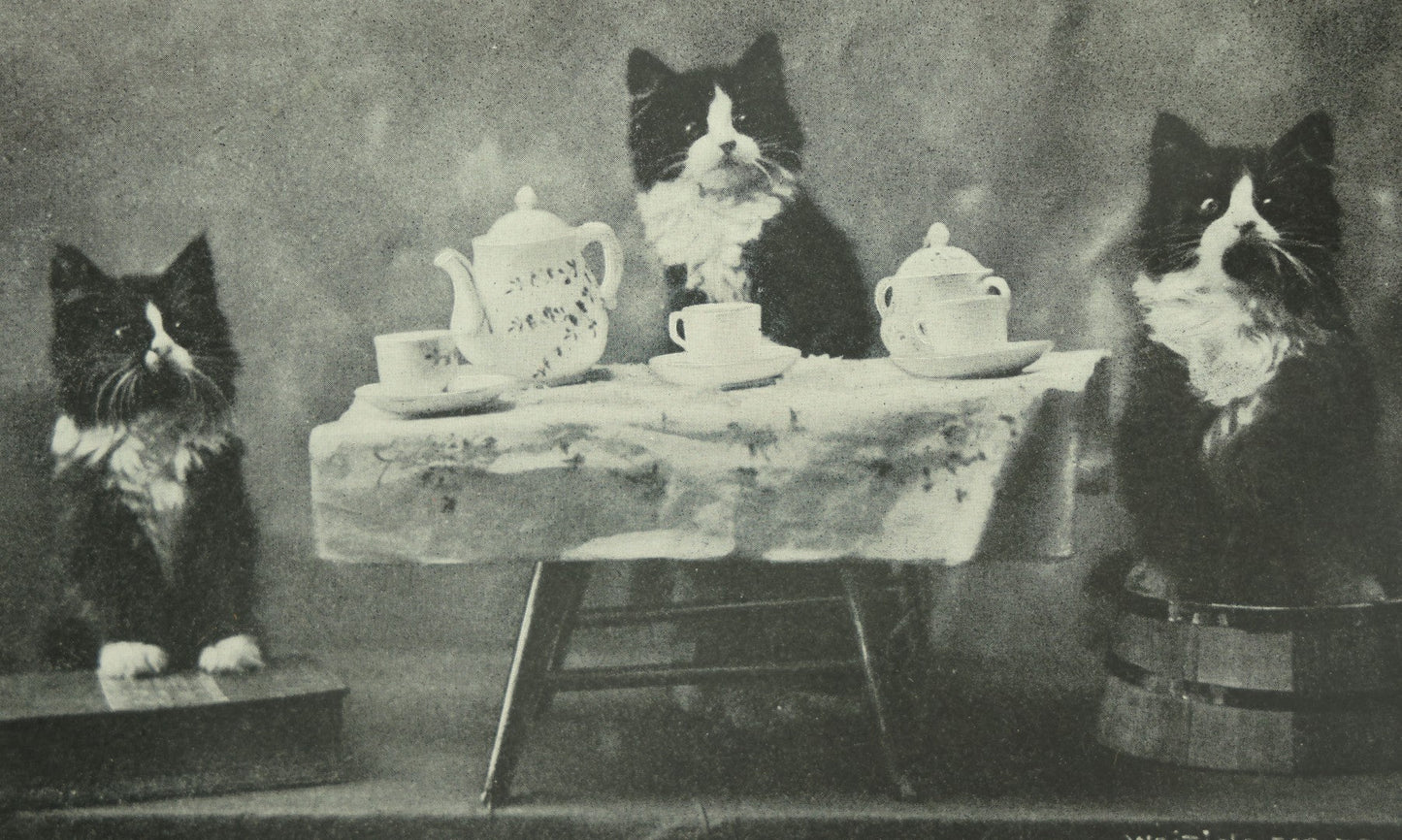 Lot 043 - Antique Photographic Cat Print With Three Black And White Cats Having A Tea Party, Entitled "Waiting For Tea" Copyright 1899 By C.E. Bullard, From "Cat Studies From Life," Published By M.T. Sheehan, Boston, 8-1/2" x 6-1/2"