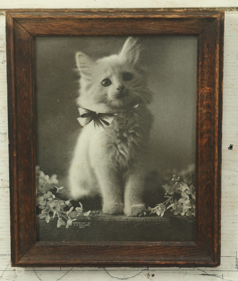 Lot 044 - Antique Photographic Cat Print Of White Kitten With A Bow, Copyright 1907 By C.E. Bullard, 8-1/8" x 9-3/4"