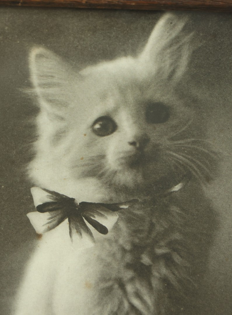 Lot 044 - Antique Photographic Cat Print Of White Kitten With A Bow, Copyright 1907 By C.E. Bullard, 8-1/8" x 9-3/4"