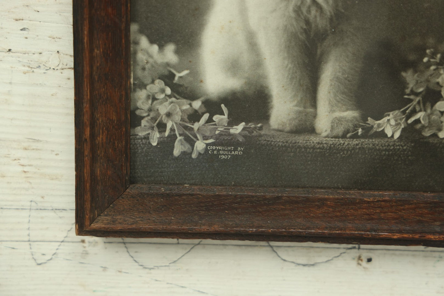 Lot 044 - Antique Photographic Cat Print Of White Kitten With A Bow, Copyright 1907 By C.E. Bullard, 8-1/8" x 9-3/4"