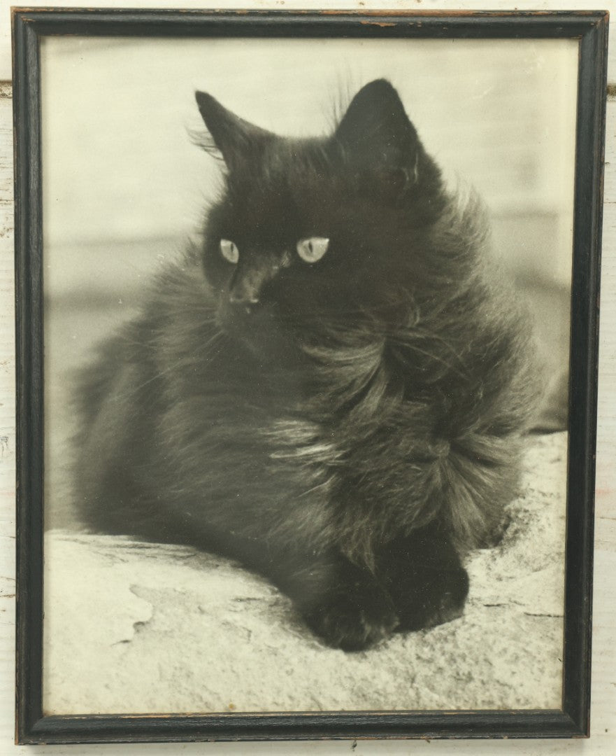 Lot 045 - Antique Photographic Cat Print Of A Fluffy Black Cat, 7-3/4" x 9-3/4"