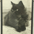 Lot 045 - Antique Photographic Cat Print Of A Fluffy Black Cat, 7-3/4" x 9-3/4"