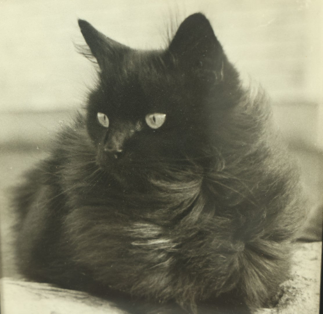 Lot 045 - Antique Photographic Cat Print Of A Fluffy Black Cat, 7-3/4" x 9-3/4"