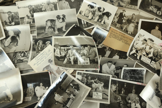 Lot 076 - Grouping Of 50+ Vintage Glossy Press Photographs Of Dog Shows, Best In Show Winners, Many Breeds Including Bulldogs, Poodles, And More, Circa 1950s, For Popular Dogs Magazine