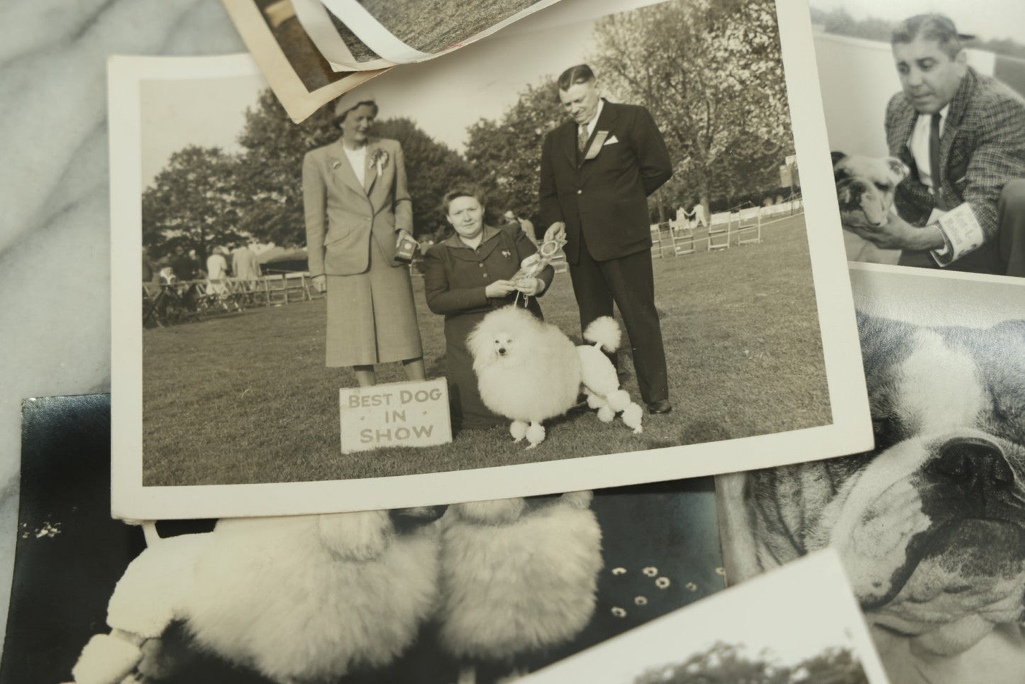 Lot 076 - Grouping Of 50+ Vintage Glossy Press Photographs Of Dog Shows, Best In Show Winners, Many Breeds Including Bulldogs, Poodles, And More, Circa 1950s, For Popular Dogs Magazine