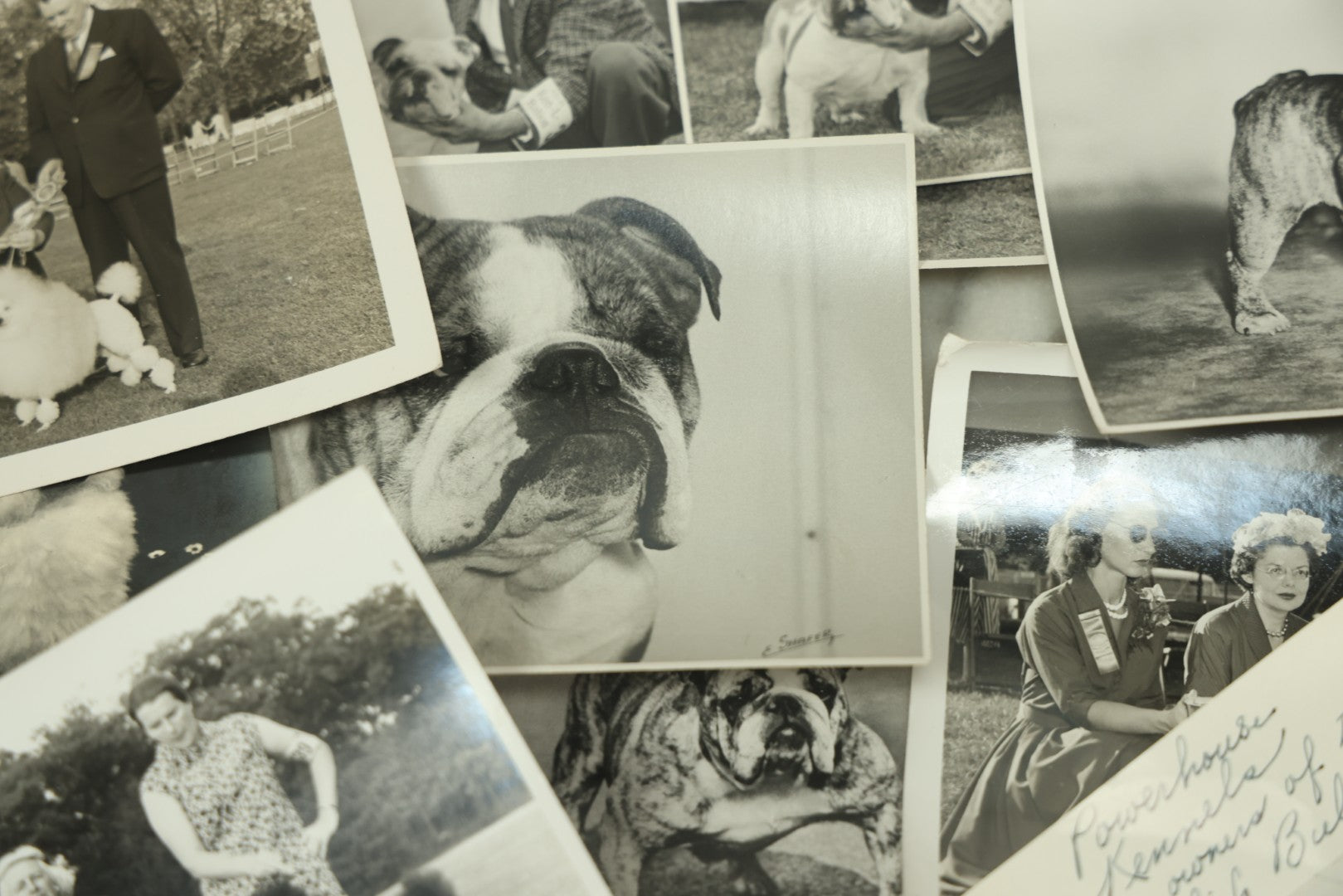 Lot 076 - Grouping Of 50+ Vintage Glossy Press Photographs Of Dog Shows, Best In Show Winners, Many Breeds Including Bulldogs, Poodles, And More, Circa 1950s, For Popular Dogs Magazine