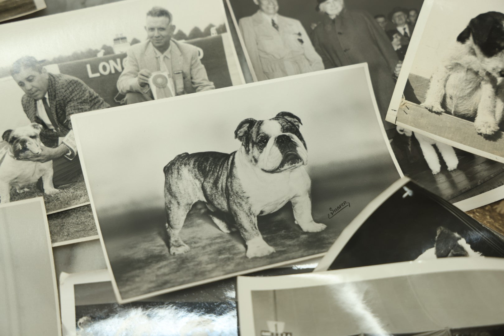 Lot 076 - Grouping Of 50+ Vintage Glossy Press Photographs Of Dog Shows, Best In Show Winners, Many Breeds Including Bulldogs, Poodles, And More, Circa 1950s, For Popular Dogs Magazine