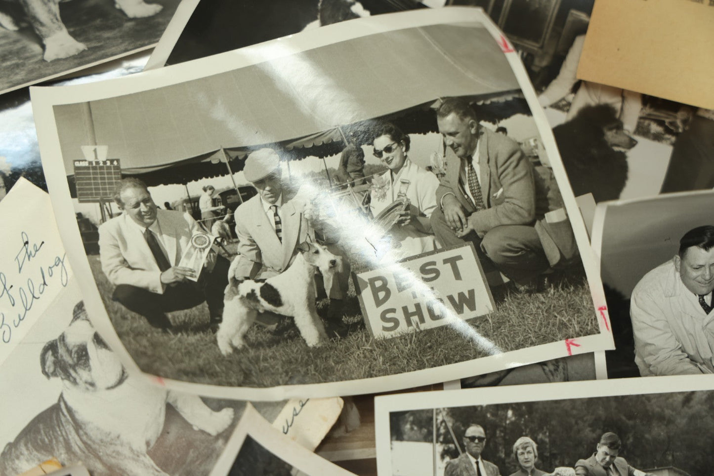 Lot 076 - Grouping Of 50+ Vintage Glossy Press Photographs Of Dog Shows, Best In Show Winners, Many Breeds Including Bulldogs, Poodles, And More, Circa 1950s, For Popular Dogs Magazine