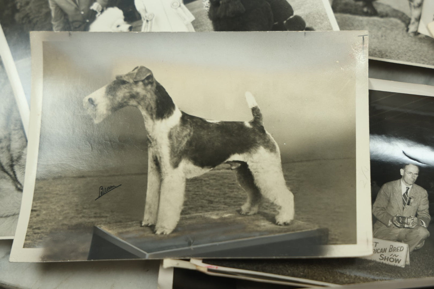 Lot 076 - Grouping Of 50+ Vintage Glossy Press Photographs Of Dog Shows, Best In Show Winners, Many Breeds Including Bulldogs, Poodles, And More, Circa 1950s, For Popular Dogs Magazine