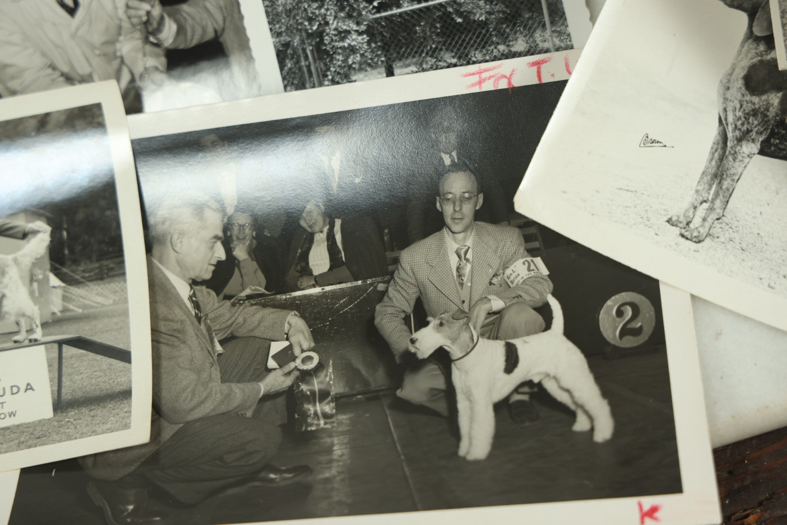 Lot 076 - Grouping Of 50+ Vintage Glossy Press Photographs Of Dog Shows, Best In Show Winners, Many Breeds Including Bulldogs, Poodles, And More, Circa 1950s, For Popular Dogs Magazine