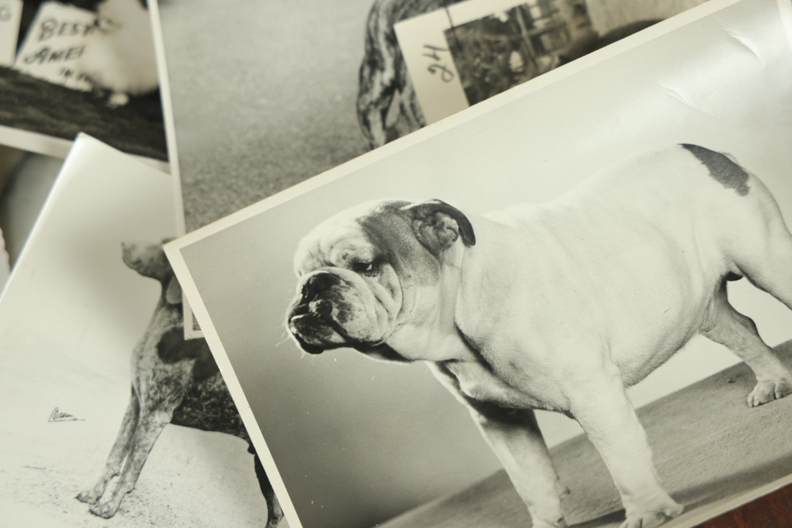 Lot 076 - Grouping Of 50+ Vintage Glossy Press Photographs Of Dog Shows, Best In Show Winners, Many Breeds Including Bulldogs, Poodles, And More, Circa 1950s, For Popular Dogs Magazine