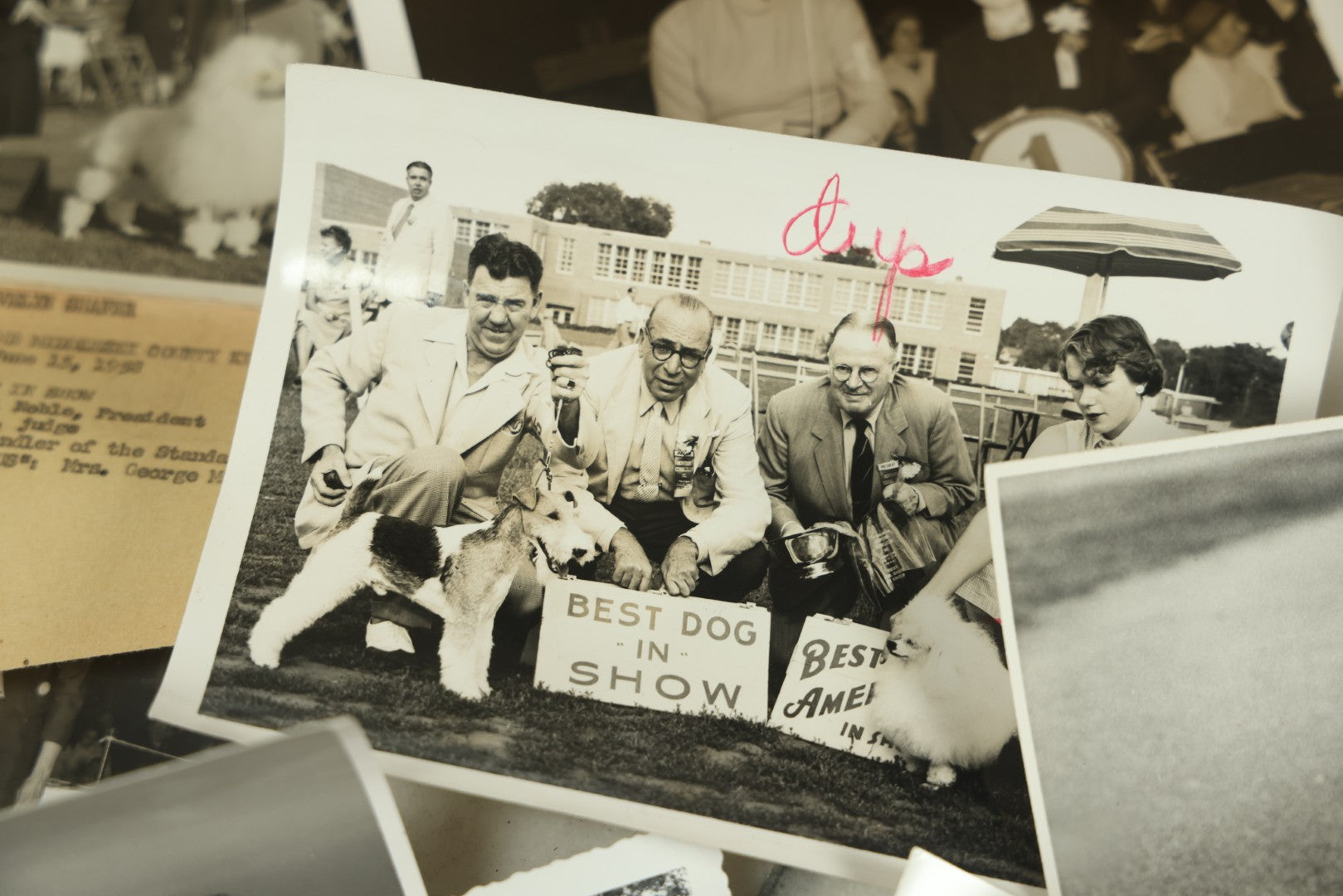 Lot 076 - Grouping Of 50+ Vintage Glossy Press Photographs Of Dog Shows, Best In Show Winners, Many Breeds Including Bulldogs, Poodles, And More, Circa 1950s, For Popular Dogs Magazine