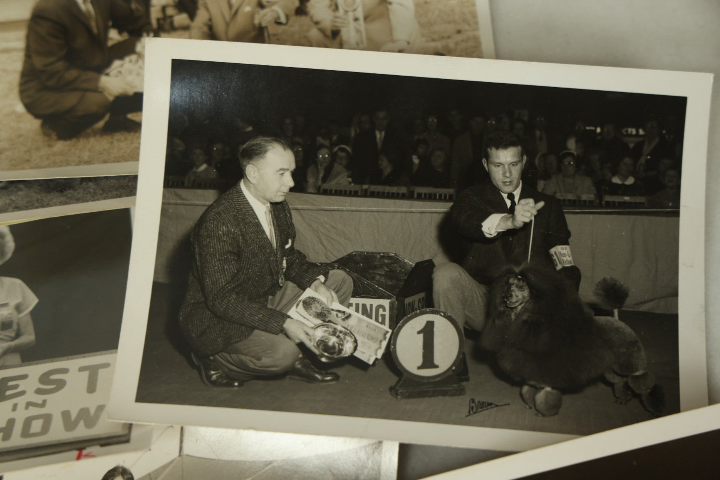 Lot 076 - Grouping Of 50+ Vintage Glossy Press Photographs Of Dog Shows, Best In Show Winners, Many Breeds Including Bulldogs, Poodles, And More, Circa 1950s, For Popular Dogs Magazine