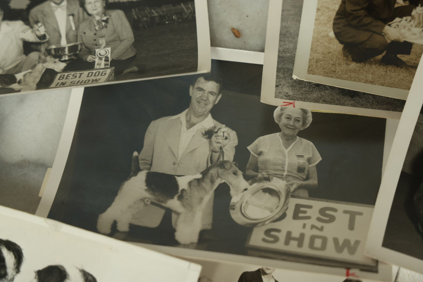 Lot 076 - Grouping Of 50+ Vintage Glossy Press Photographs Of Dog Shows, Best In Show Winners, Many Breeds Including Bulldogs, Poodles, And More, Circa 1950s, For Popular Dogs Magazine