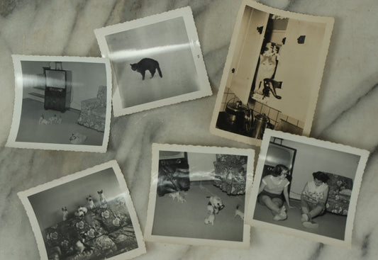 Lot 077 - Grouping Of Six Vintage Cat Snap Shot Photographs Including Siamese Cat Litter, "The Cat That Bit Me" And Others