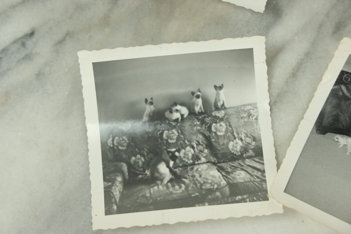 Lot 077 - Grouping Of Six Vintage Cat Snap Shot Photographs Including Siamese Cat Litter, "The Cat That Bit Me" And Others