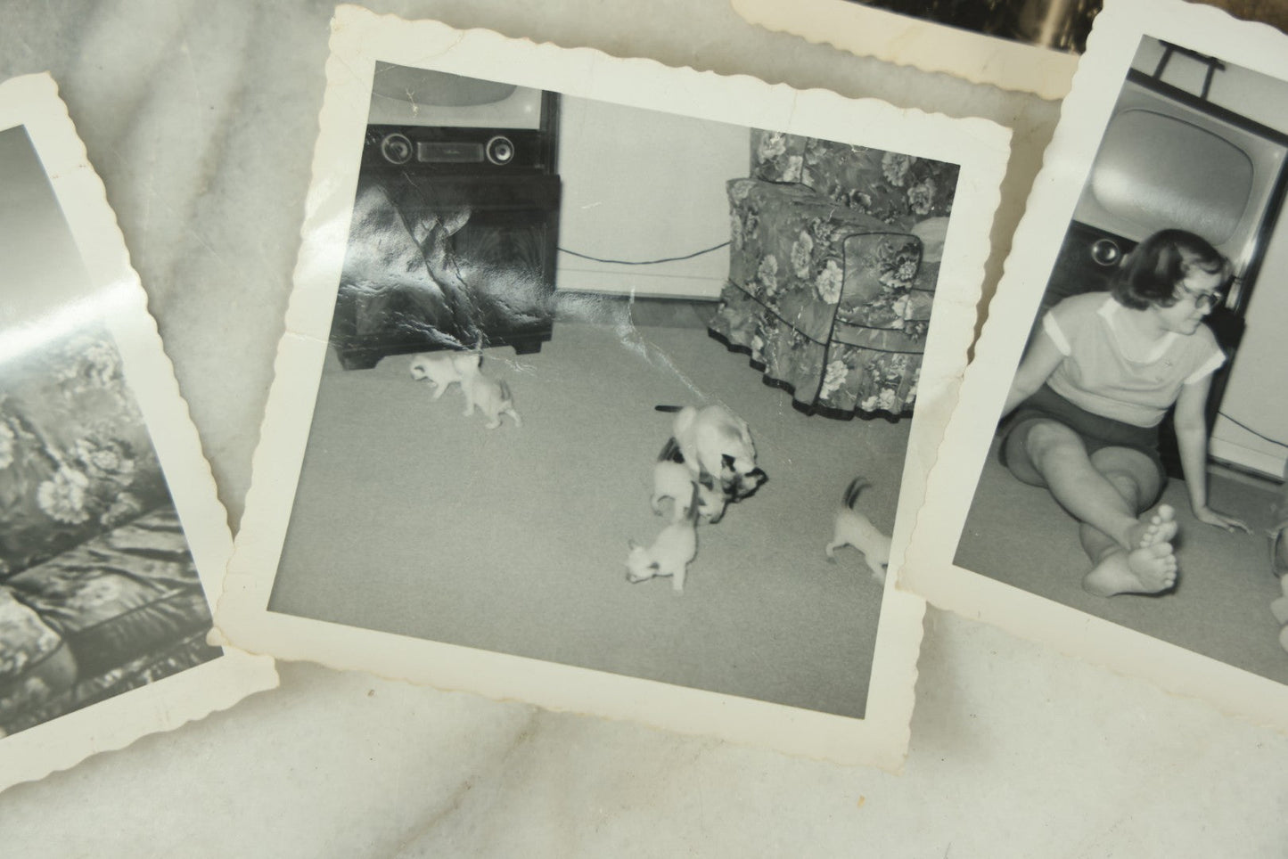 Lot 077 - Grouping Of Six Vintage Cat Snap Shot Photographs Including Siamese Cat Litter, "The Cat That Bit Me" And Others