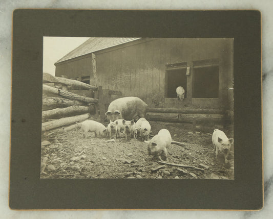 Lot 117 - Antique Boarded Photograph Of A Momma Pig And Her Piglets In A Pig Pen, Farm Photo