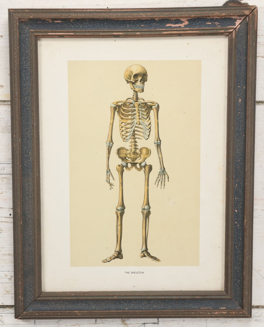 Lot 021 - Antique Medical Anatomy Bookplate Print Of The Skeleton, In Frame, 13-1/4" x 17"