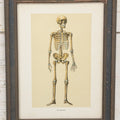 Lot 021 - Antique Medical Anatomy Bookplate Print Of The Skeleton, In Frame, 13-1/4" x 17"