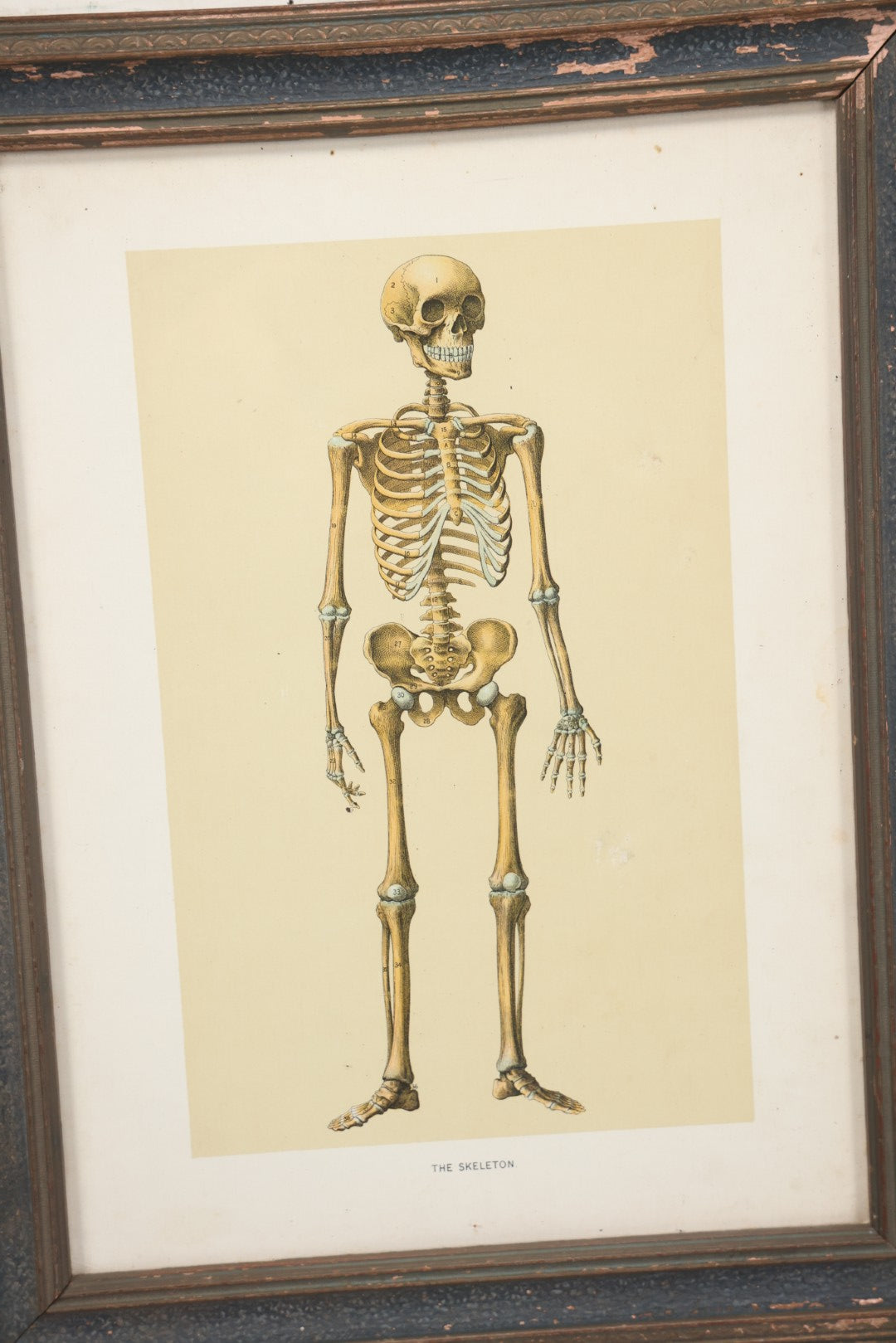Lot 021 - Antique Medical Anatomy Bookplate Print Of The Skeleton, In Frame, 13-1/4" x 17"