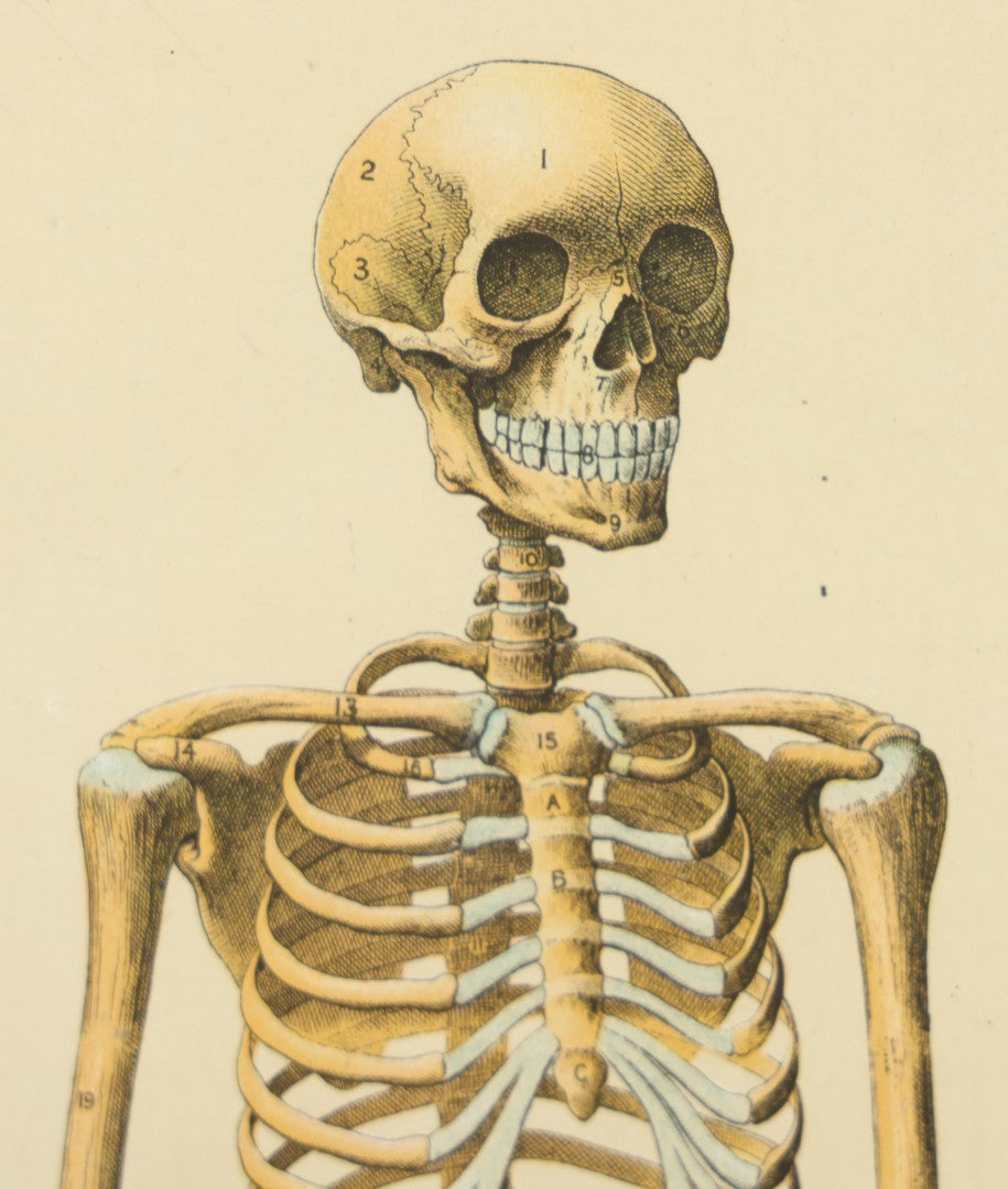 Lot 021 - Antique Medical Anatomy Bookplate Print Of The Skeleton, In Frame, 13-1/4" x 17"