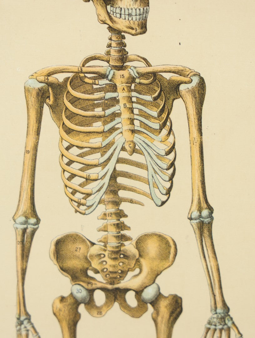 Lot 021 - Antique Medical Anatomy Bookplate Print Of The Skeleton, In Frame, 13-1/4" x 17"