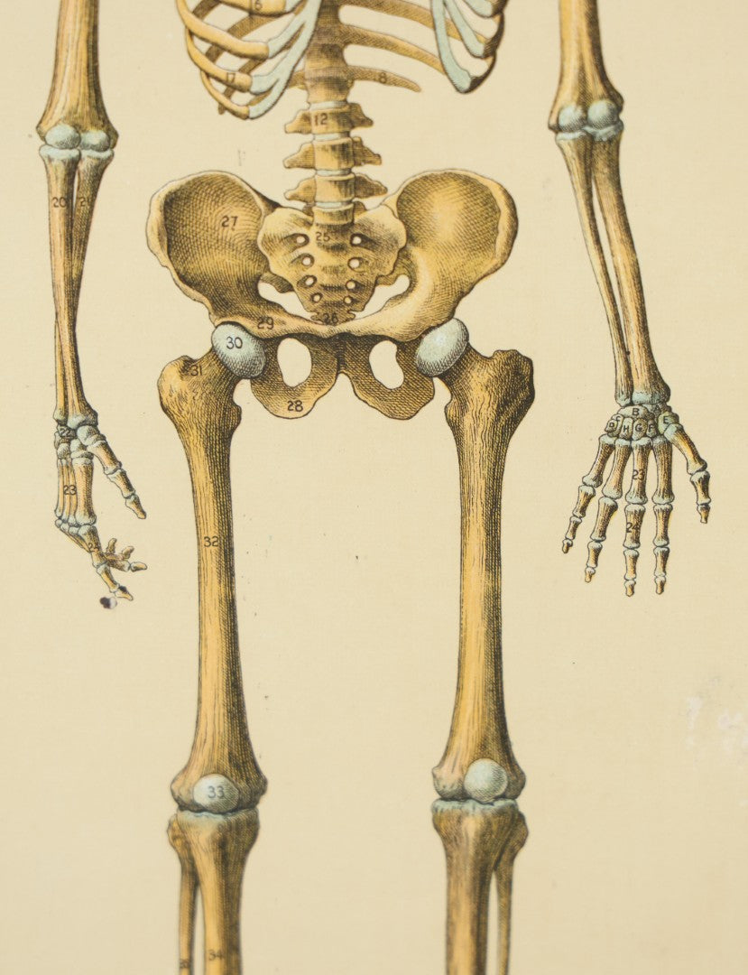 Lot 021 - Antique Medical Anatomy Bookplate Print Of The Skeleton, In Frame, 13-1/4" x 17"