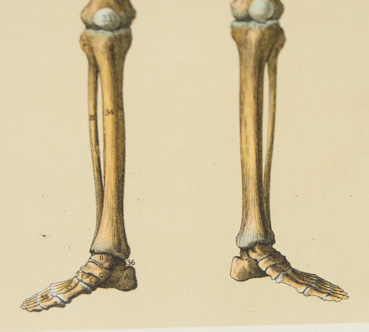 Lot 021 - Antique Medical Anatomy Bookplate Print Of The Skeleton, In Frame, 13-1/4" x 17"