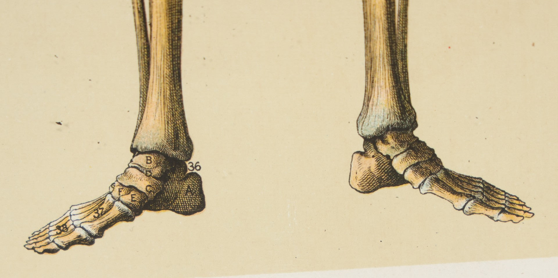 Lot 021 - Antique Medical Anatomy Bookplate Print Of The Skeleton, In Frame, 13-1/4" x 17"