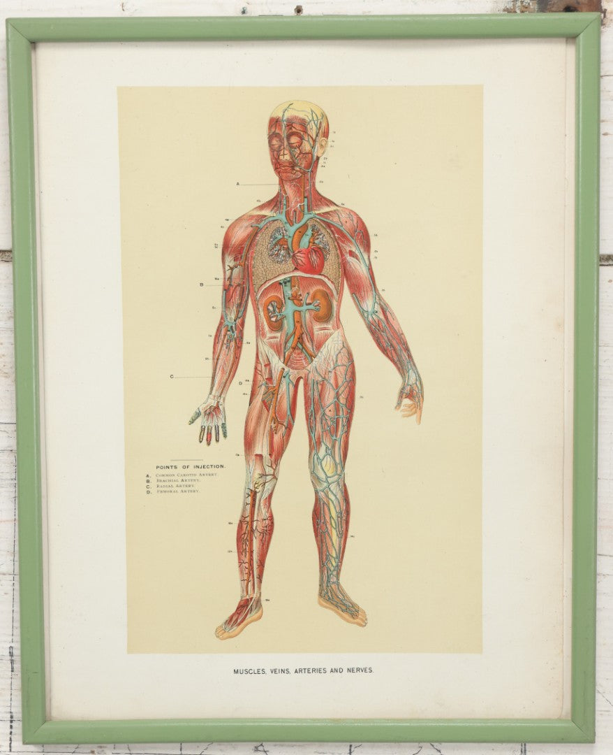 Lot 022 - Antique Medical Anatomy Bookplate Print Of The Muscles, Veins, Arteries, And Nerves, In Frame, 11-3/4" x 13-3/4"