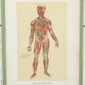 Lot 022 - Antique Medical Anatomy Bookplate Print Of The Muscles, Veins, Arteries, And Nerves, In Frame, 11-3/4" x 13-3/4"