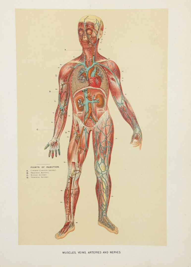 Lot 022 - Antique Medical Anatomy Bookplate Print Of The Muscles, Veins, Arteries, And Nerves, In Frame, 11-3/4" x 13-3/4"