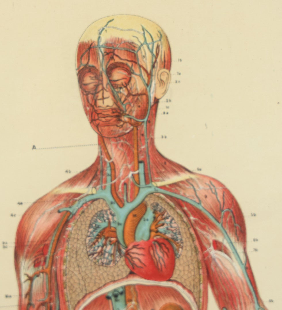 Lot 022 - Antique Medical Anatomy Bookplate Print Of The Muscles, Veins, Arteries, And Nerves, In Frame, 11-3/4" x 13-3/4"