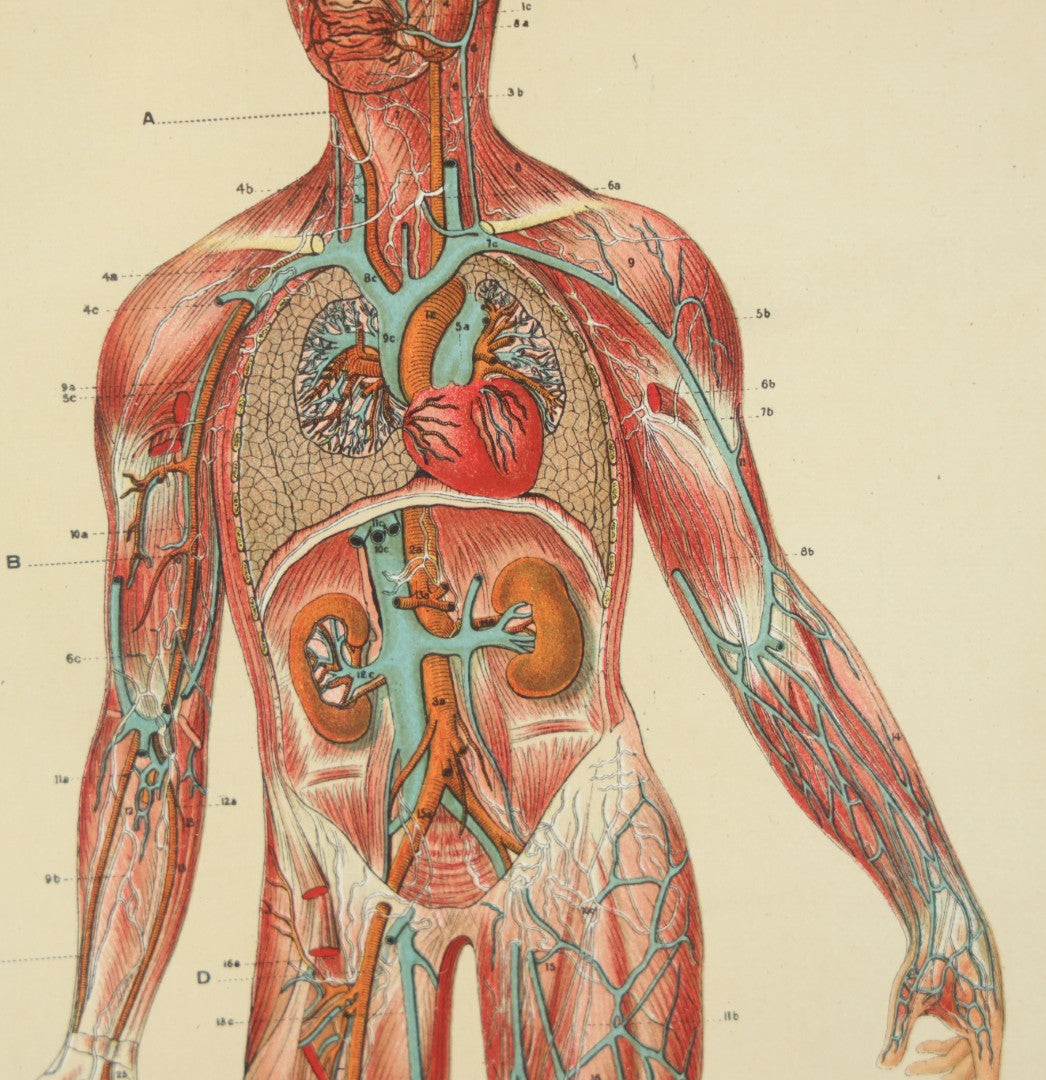 Lot 022 - Antique Medical Anatomy Bookplate Print Of The Muscles, Veins, Arteries, And Nerves, In Frame, 11-3/4" x 13-3/4"